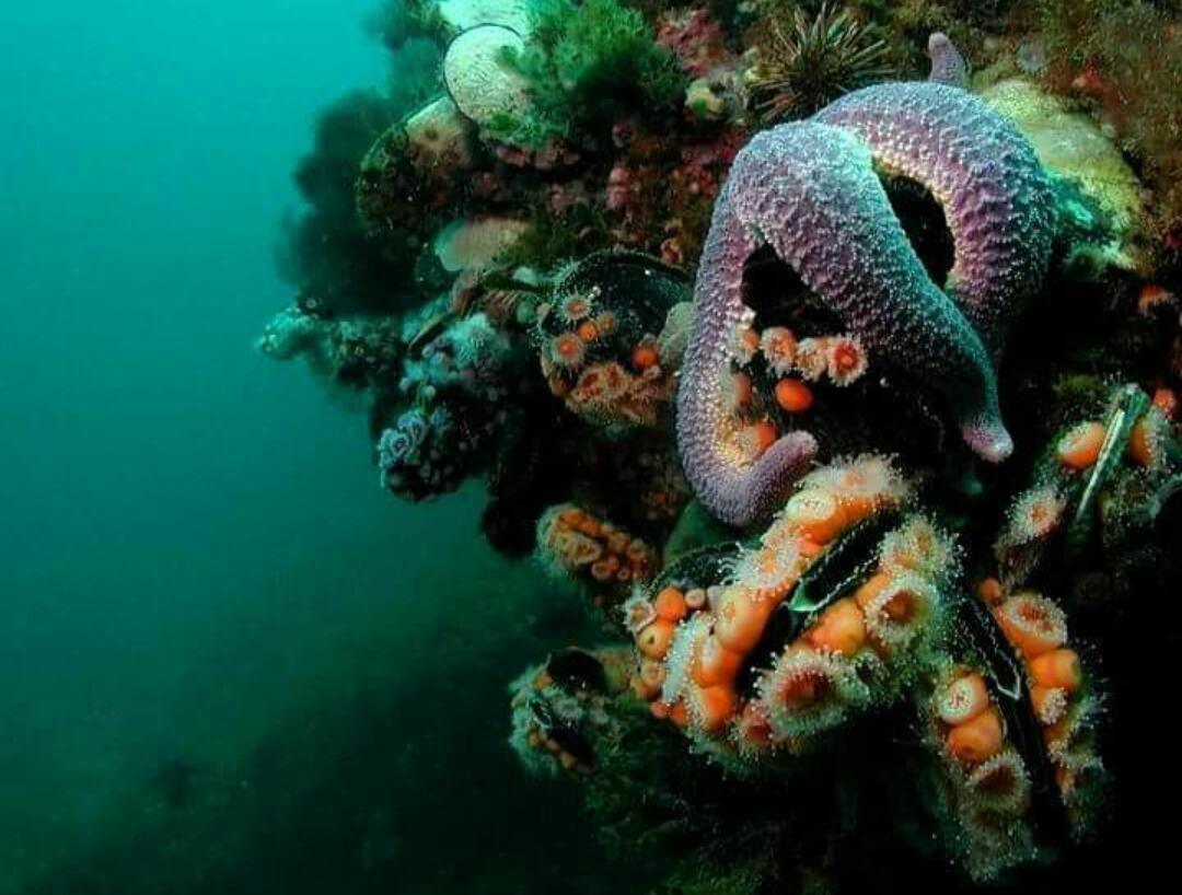 El Tamarisco Διαμέρισμα Puerto Pirámides Εξωτερικό φωτογραφία